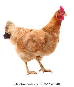 Junge braune Henne einzeln auf weißem Hintergrund.