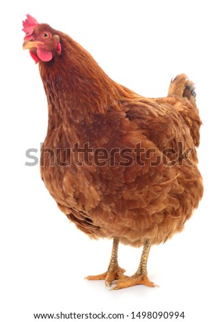 Young brown hen isolated on white background.
