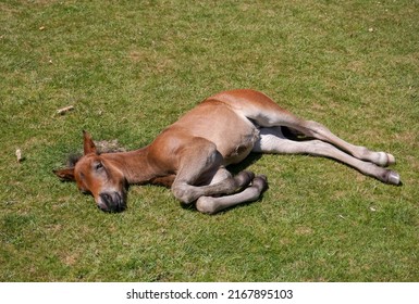 young brown horse laying on grass. baby horse foal hot in the summer heat taking a rest. Exhausted animal 