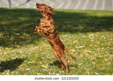 Young Brown Irish Setter Puppy On A Green Lawn.