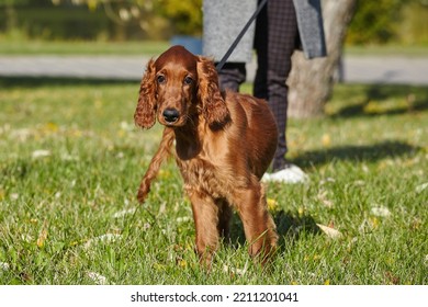 Young Brown Irish Setter Puppy On A Green Lawn.