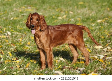 Young Brown Irish Setter Puppy On A Green Lawn.