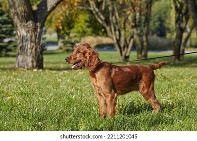 Young Brown Irish Setter Puppy On A Green Lawn.