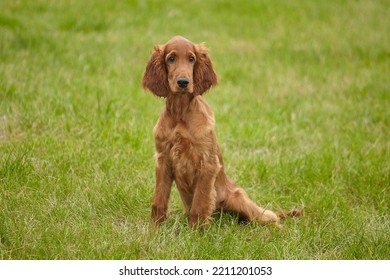 Young Brown Irish Setter Puppy On A Green Lawn.