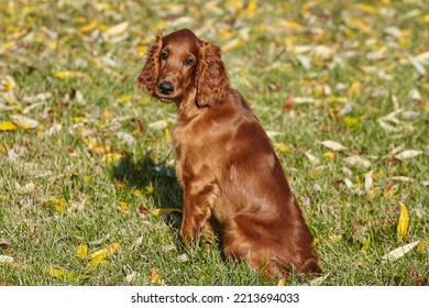 Young Brown Irish Setter Puppy On A Green Lawn.