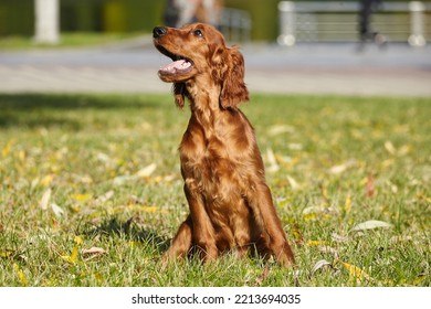 Young Brown Irish Setter Puppy On A Green Lawn.