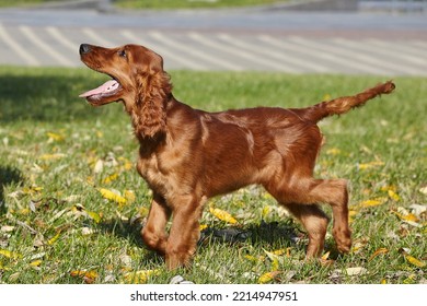 Young Brown Irish Setter Puppy On A Green Lawn.