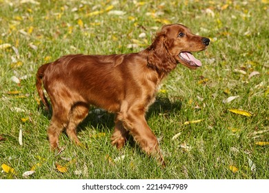 Young Brown Irish Setter Puppy On A Green Lawn.