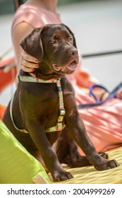 Young Brown Labrador Sitting At The Cafeteria Next To Owner