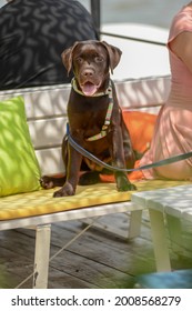 Young Brown Labrador Sitting At The Cafeteria Next To Owner