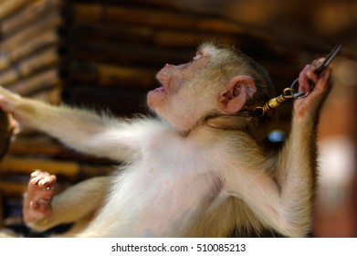 a young brown macaca monkey in Chains. Thailand