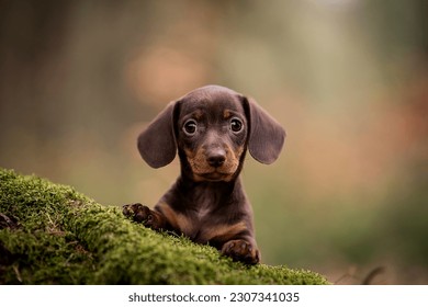 young brown miniature rabbit dachshund  - Shutterstock ID 2307341035