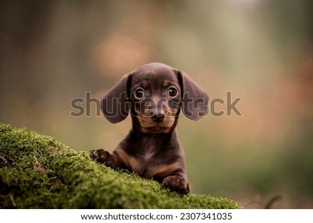young brown miniature rabbit dachshund 