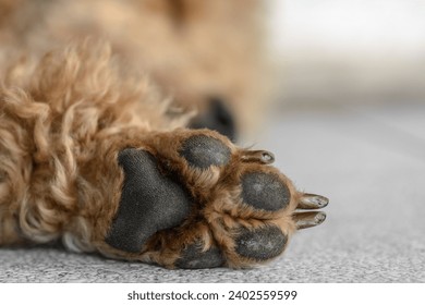 Young brown poodle dog paw close up. - Powered by Shutterstock