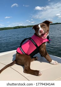 Young Brown Puppy On A Boat With A Lifejacket.