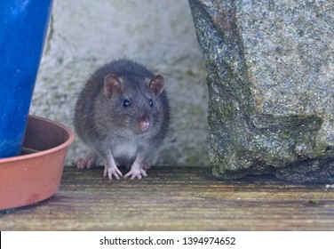 Young Brown Rat, (Rattus Norvegicus), Penzance, Cornwall, England, UK.