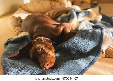 Young Brown Red Doberman Sleeping On A Bed Sweet