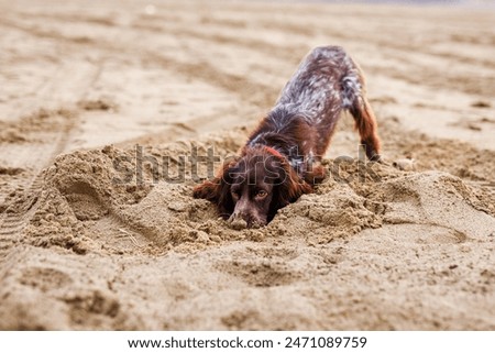 A young brown Russian springer spaniel digs in the wet sand.