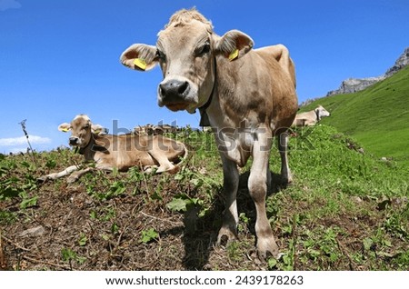 Young Brown Swiss cattle with bells in the mountains of Austria