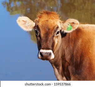 A Young Brown Swiss Dairy Cow