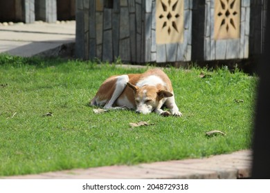 Young Brown White Dog Slipping In The Grass Field