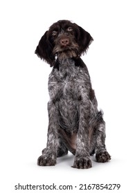 Young brown and white German wirehaired pointer dog pup, sitting up facing front. Looking straight to camera. Isolated on a white background. - Shutterstock ID 2167854279