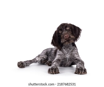 Young brown and white German wirehaired pointer dog pup, laying down. Looking straight to camera. Isolated on a white background. - Shutterstock ID 2187682531