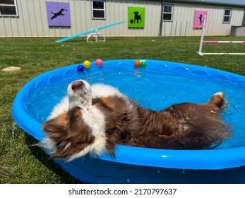 Young brown and white miniature Australian shepherd dog laying in blue kiddie pool outside in daycare yard on sunny summer day. Relax - Shutterstock ID 2170797637