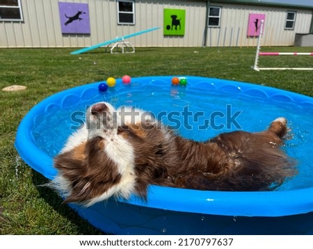 Young brown and white miniature Australian shepherd dog laying in blue kiddie pool outside in daycare yard on sunny summer day. Relax