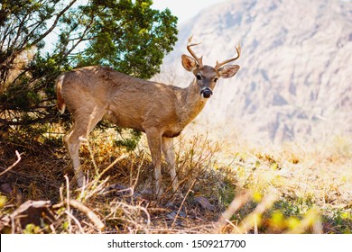 A Young Buck In Big Bend National Park, TX.