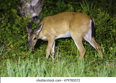 Young Buck Grazing At St. Joe State Park, Florida.