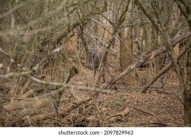Young buck male deer hidden behind the brush and fallen trees camouflage in the surroundings in the forest being alert and watching in wintertime