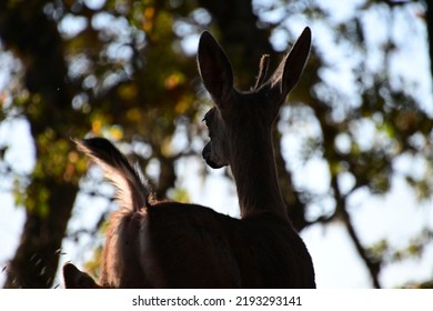 Young Buck On The Hill Top