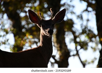 Young Buck On The Hill Top