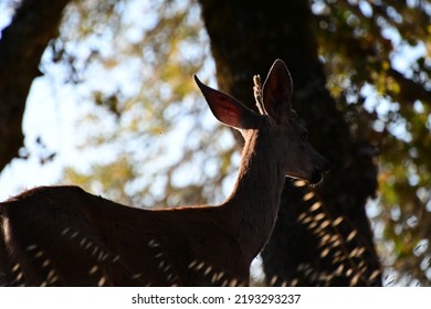 Young Buck On The Hill Top