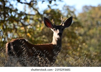 Young Buck On The Hill Top