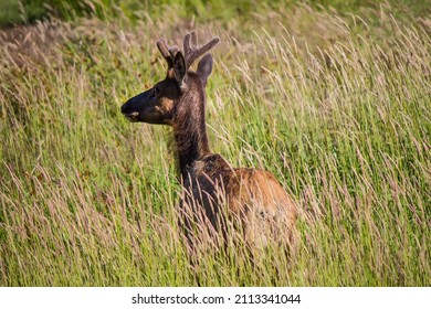 Young Buck Standing In A Meadow