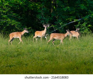 Young Buck White Tail Deer