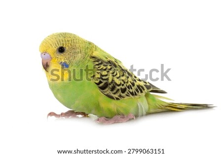 young budgerigar in front of white background