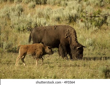 Young Buffalo