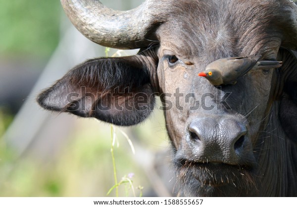 A young buffalo makes use of an oxpecker to rid\
itself of bugs and ticks. It portrays a symbiotic relationship\
between both animals. The picture was taken in the Chobe National\
Park in June 2016
