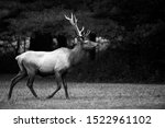 A young Bull Elk captured in black and white.