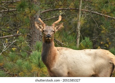 A young bull elk in a forest at Pigeon River Country State Forest, Michigan.