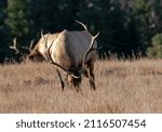 Young Bull Elk (Wapiti), (Cervus canadensis) feeding Minnewanka loop, Banff National Park, Alberta, Canada