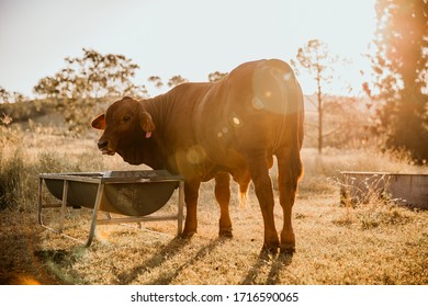 Young bull standing near the trough in the sun - Shutterstock ID 1716590065