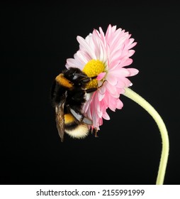 Young Bumblebee On A Flower On A Black Background