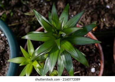 Young Bush Lily. Without Flowers