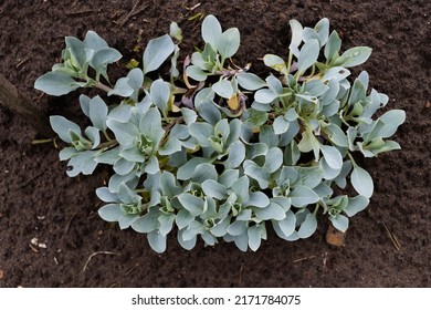 Young Bush Of Oyster Plant Aka Oyster Leaf Aka Sea Bluebells.