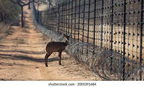 young bushbuck male at the fence