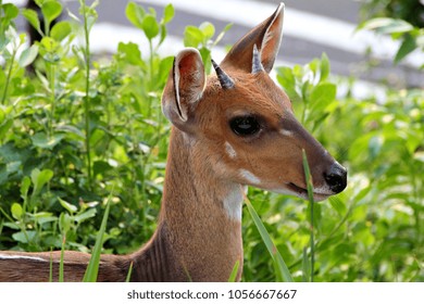 A young bushbuck in a thicket. - Shutterstock ID 1056667667